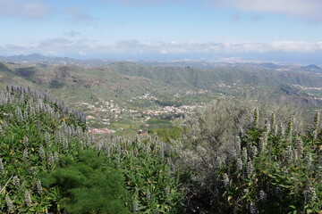 Blaue Blumen (Natternköpfe) und Aussicht in Berglandschaft auf Gran Canaria