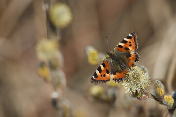 Obraz premium Butterfly on flowering pussy willow