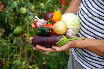 Organic vegetables. Farmers hands with freshly harvested vegetables.