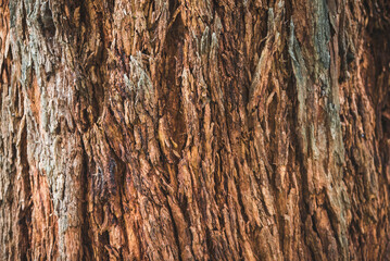 real wood texture 1