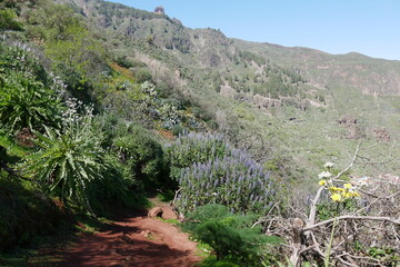 Blumen und Berge auf Gran Canaria - obrazy, fototapety, plakaty