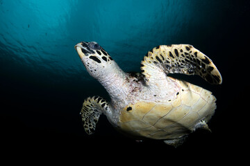 Naklejka premium Hawksbill Turtle - Eretmochelys imbricata swims along coral reefs and looking for food. Underwater life of Tulamben, Bali, Indonesia.