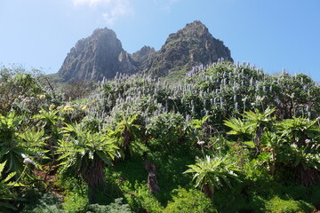 Blumen und Berge auf Gran Canaria - obrazy, fototapety, plakaty