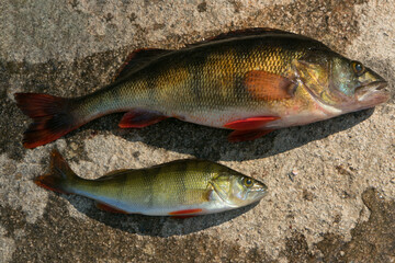 Barsche, Flussbarsch