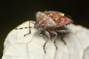 Carpocoris is a species of bug in the Pentatomidae family