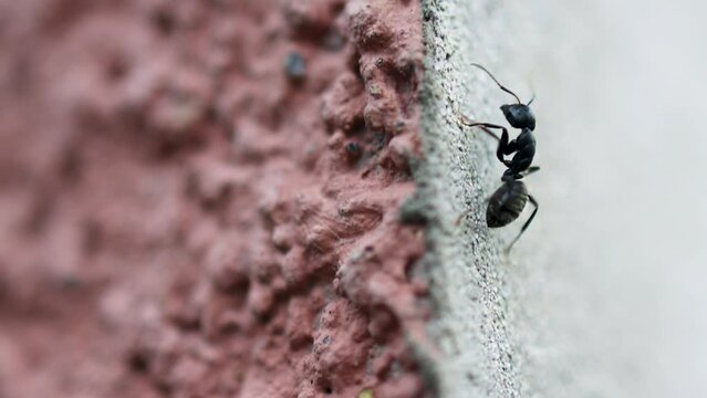 black worker ant climbing the wall along its path