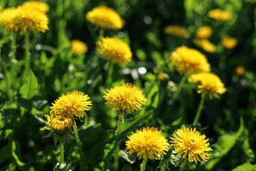 Yellow dandelions among the green grass on a summer sunny day, close-up. nature background