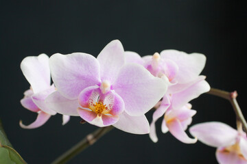 Naklejka premium Macro photo of an orchid.