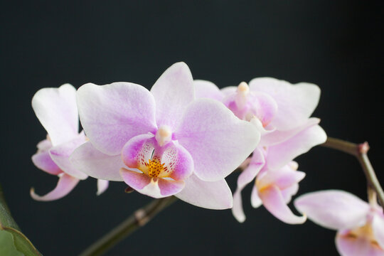 Macro photo of an orchid.