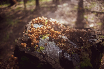 Many small mushrooms grow on a tree stump in the forest. Low point of view in nature landscape. Blurred nature background copy space. Park low focus depth. Ecology environment