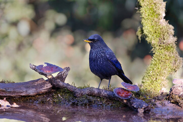 Blue Whistling Thrush, Myophonus caeruleus, Uttarakhand, India