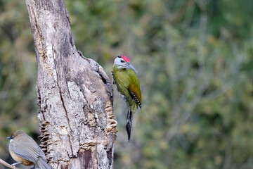 Greyeaded Woodpecker, Picus canus, Uttarakhand, India