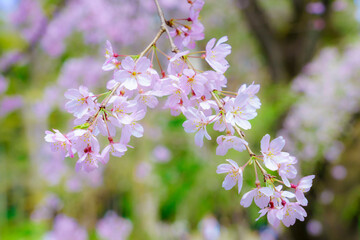 枝垂れ桜