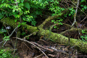 Fototapeta premium a fallen trunk of spruse tree covered with moss in deep forest