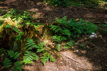 Fototapeta premium a large spruce stump abundantly overgrown with moss in the forest