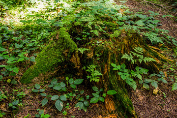 a large spruce stump abundantly overgrown with moss in the forest