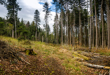 Fototapeta premium in the Carpathian forest, Skole Beskids National Nature Park, Lviv region, Ukraine