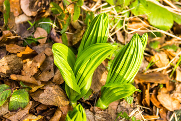 young shoots of plants among dry fallen leaves in the forest
