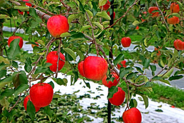 In the apple garden