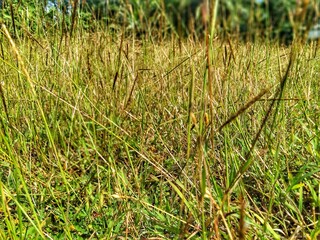 grass in the wind