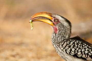 Portrait of Yellow-billed Hornbill, Tockus flavirostris, african bird with   green worm in its  large yellow beak. Spotted feather, bright yellow eye, blurred background,  Khwai river, Okavango delta