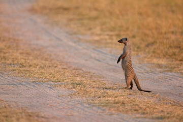 Banded mongoose, guardian, Mungos mungo, standing on rear legs,  observing surroundings.  African nature scene. Orange evening sky.  Khwai area, wildlife of Botswana, Africa.