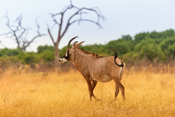 Roan antelope, Hippotragus equinus, large African antelope, curved horns, in motion on a dry savannah. Wild animal, scene from the African wilderness. Botswana self drive safari.