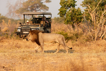 Male lion with dark mane walking in front of open safari car. Tourists on safari. African lion scene. Savuti, Botswana.
