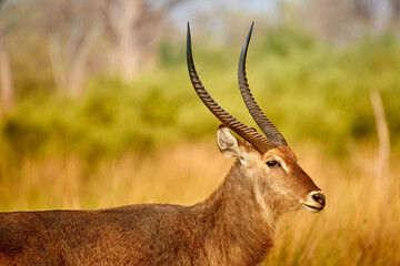 Portrait of Waterbuck, Kobus ellipsiprymnus, large African antelope, very long horns, against blurred green and yellow forest. Wild animal, scene from the African wilderness, Khwai concesion, Botswana