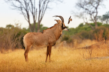Roan antelope, Hippotragus equinus, large African antelope, curved horns, in motion on a dry savannah. Wild animal, scene from the African wilderness. Botswana self drive safari.