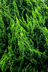 Detail of the green pine leaf