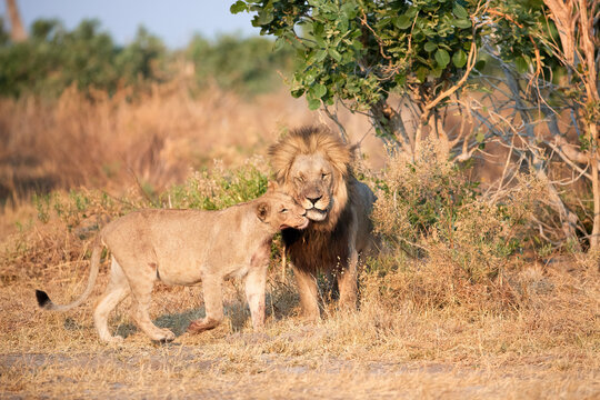 Male lion with dark mane welcomes lion cub. Lion family scene.   Savuti, Botswana.