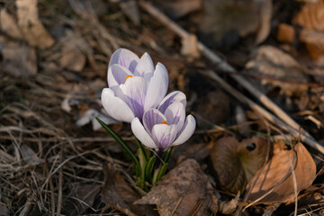 Close up on a beautiful white and purple crocus flowers during sunny spring day.  Blurry background, selective focus.