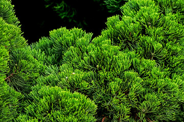Detail of the green pine leaf