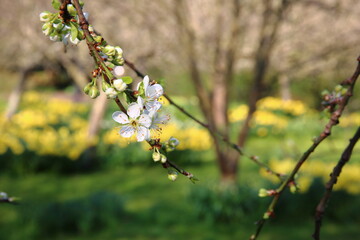 Apple blossom in Spring sunshine