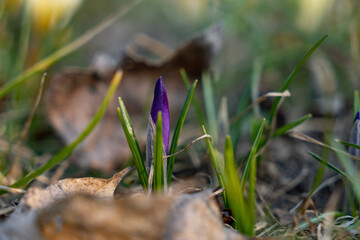 Close up on a bunch of purple crocus flowers and buds during sunny spring day.  Blurry background, selective focus.