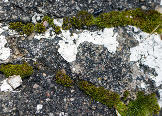 moss on the stone