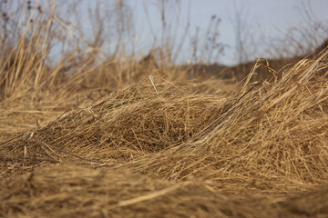 grass in the wind