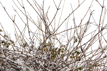 Fototapeta premium tree branches with snow on them. close-up.