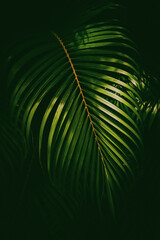 Green palm leaf pattern texture abstract background. Copy space for graphic design tropical summer and nature environment concept. © tonktiti