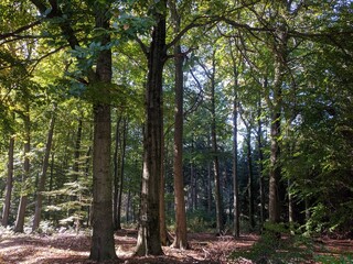 Obraz premium Laubwald