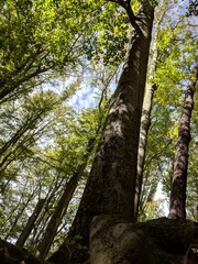 Fototapeta premium Wald