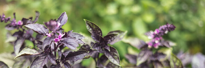 Fresh organic purple basil leaves in green garden background. Close-up of basilic plantation. Greenery, healthy eating, natural food. Banner