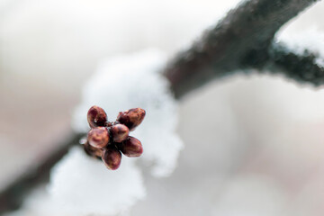new budding leaves at the end of winter, on a tree branch