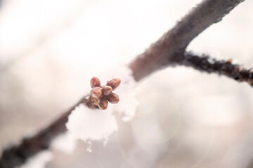 new budding leaves at the end of winter, on a tree branch