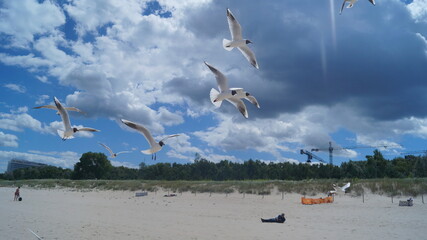 seagulls in flight