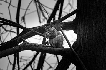 Parco di Monza, Lombardia, Italia