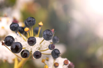 shrub plant with black round berries, on it snowed.