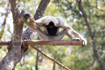 Close up Pileated Gibbon