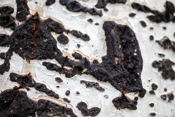 texture of the bark of a tree